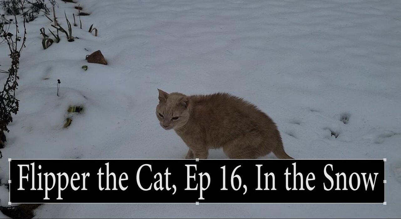 Flipper the Cat, Ep 16, Dance Shake in the Snow