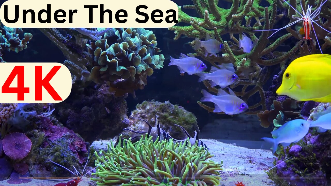 Under The Sea 4K Scenic Wildlife Film With Calming Msic