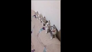 Attack of the Cloned cats