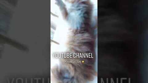 #youtubeshorts #persiancats #shorts #cutecat #orepiya