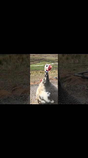 Male guinea fowl telling me his news