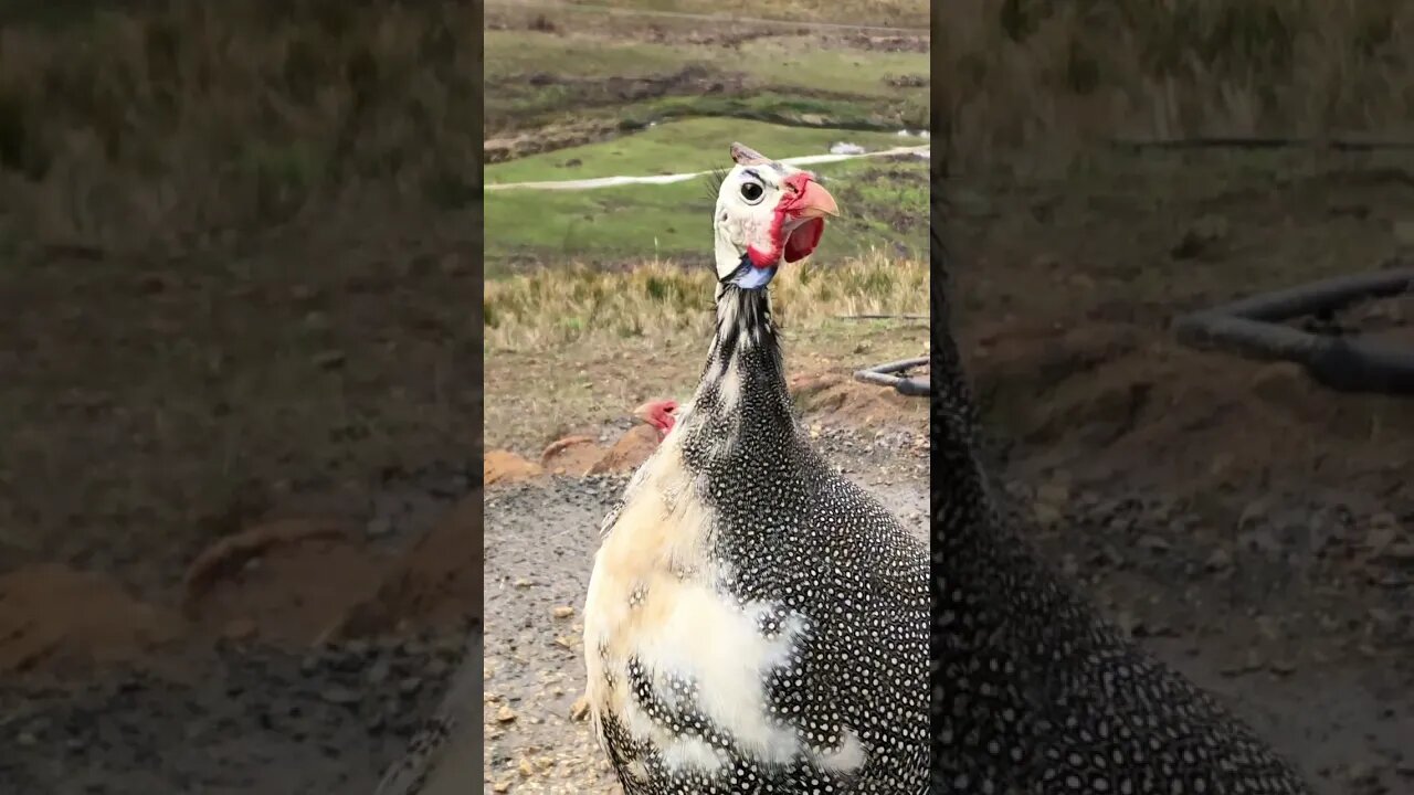 Male guinea fowl telling me his news