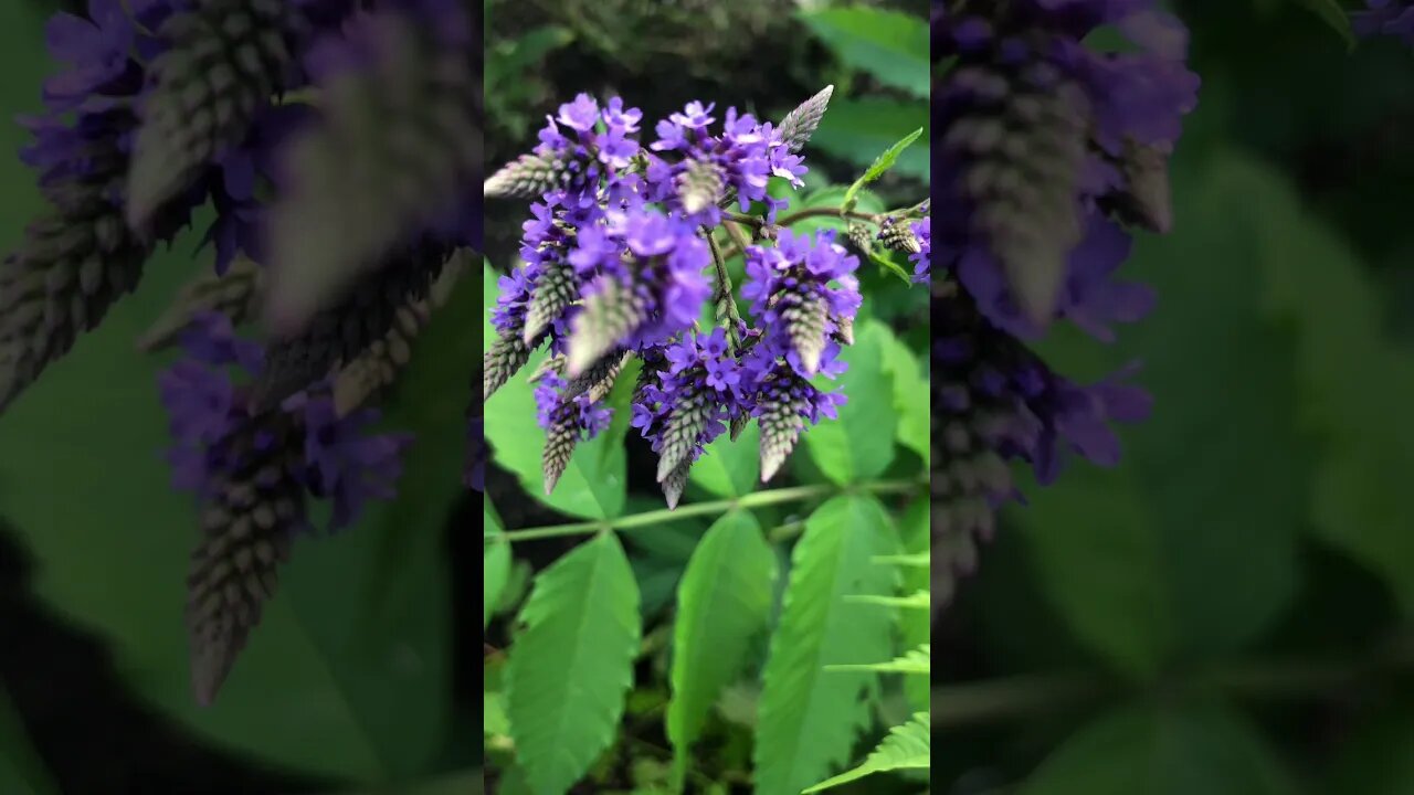 Mess O flower Matic