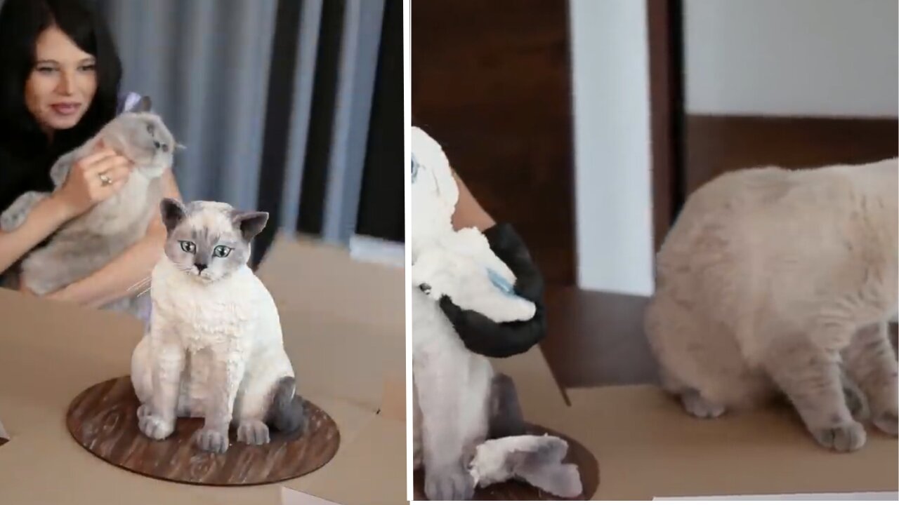 Cat Reaction to Cake that is similar to cat