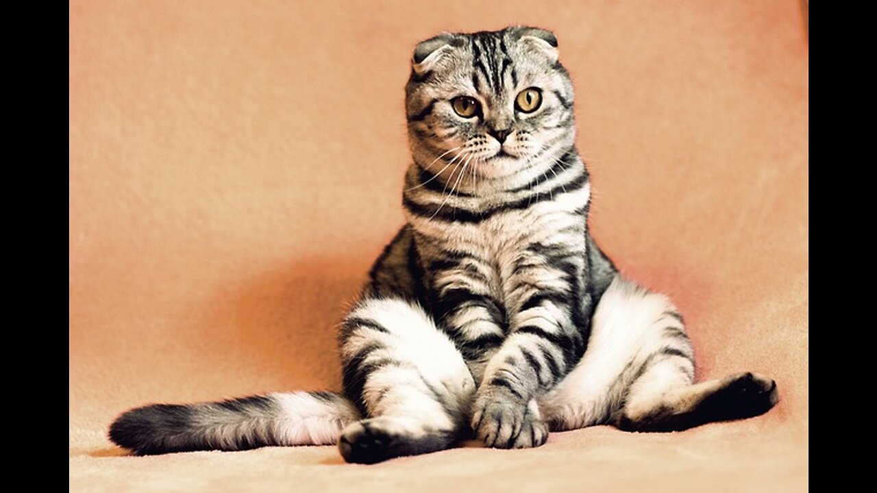 Funny cat