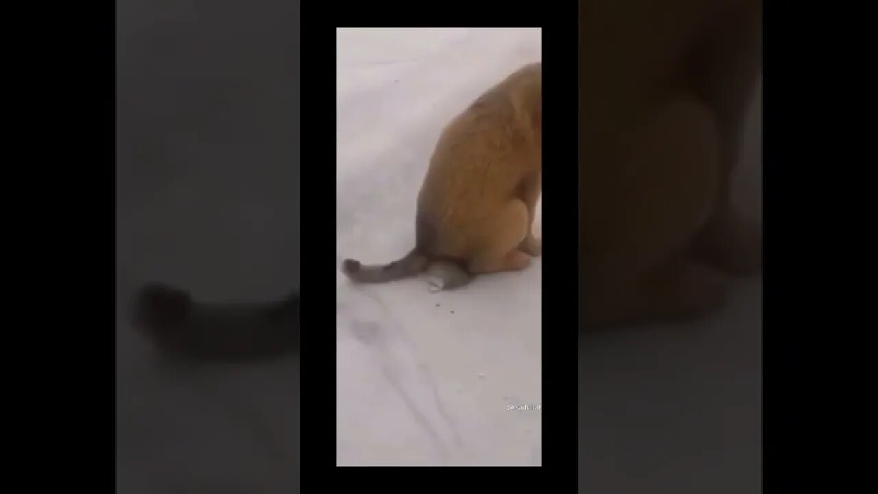 Dog funny action with rat 🤣🤣🤣