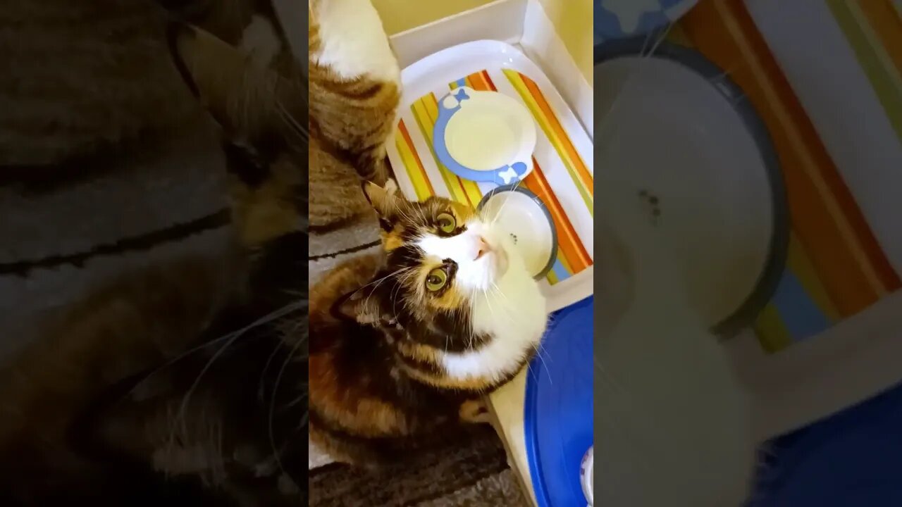 Cats Want Food