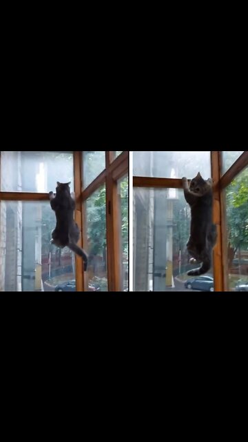 Adorable Cat Hangs From Window Frame