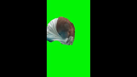 Orangutan Pointing | Green Screen