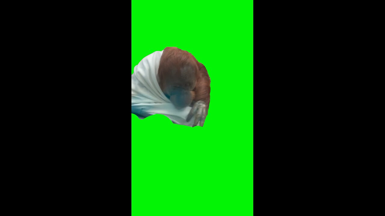 Orangutan Pointing | Green Screen