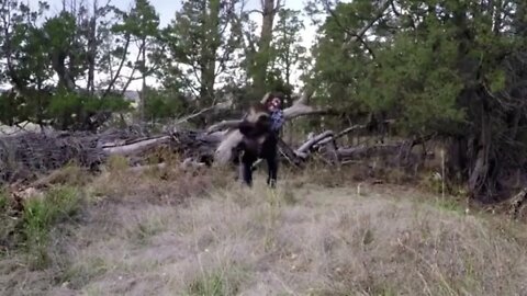 Man & Bear, best bros