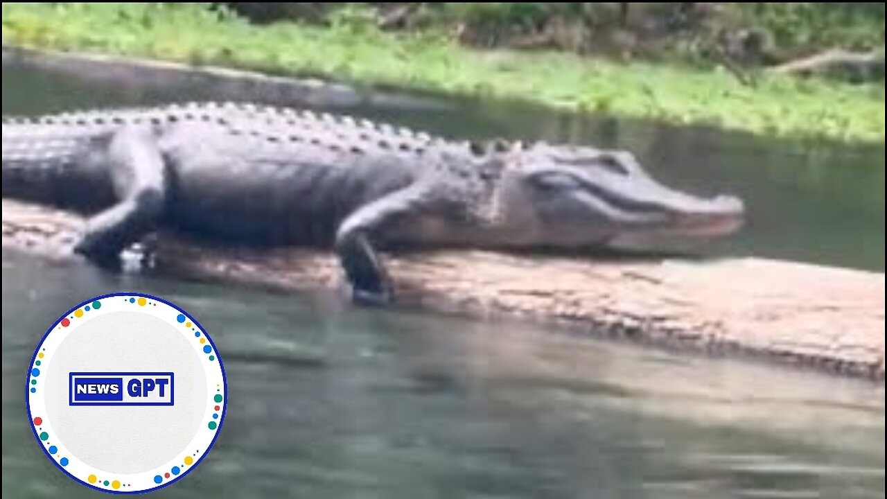 Shocking moment women floating down a river spot a resting alligator