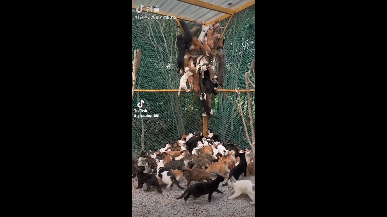 Cat's Playing in net
