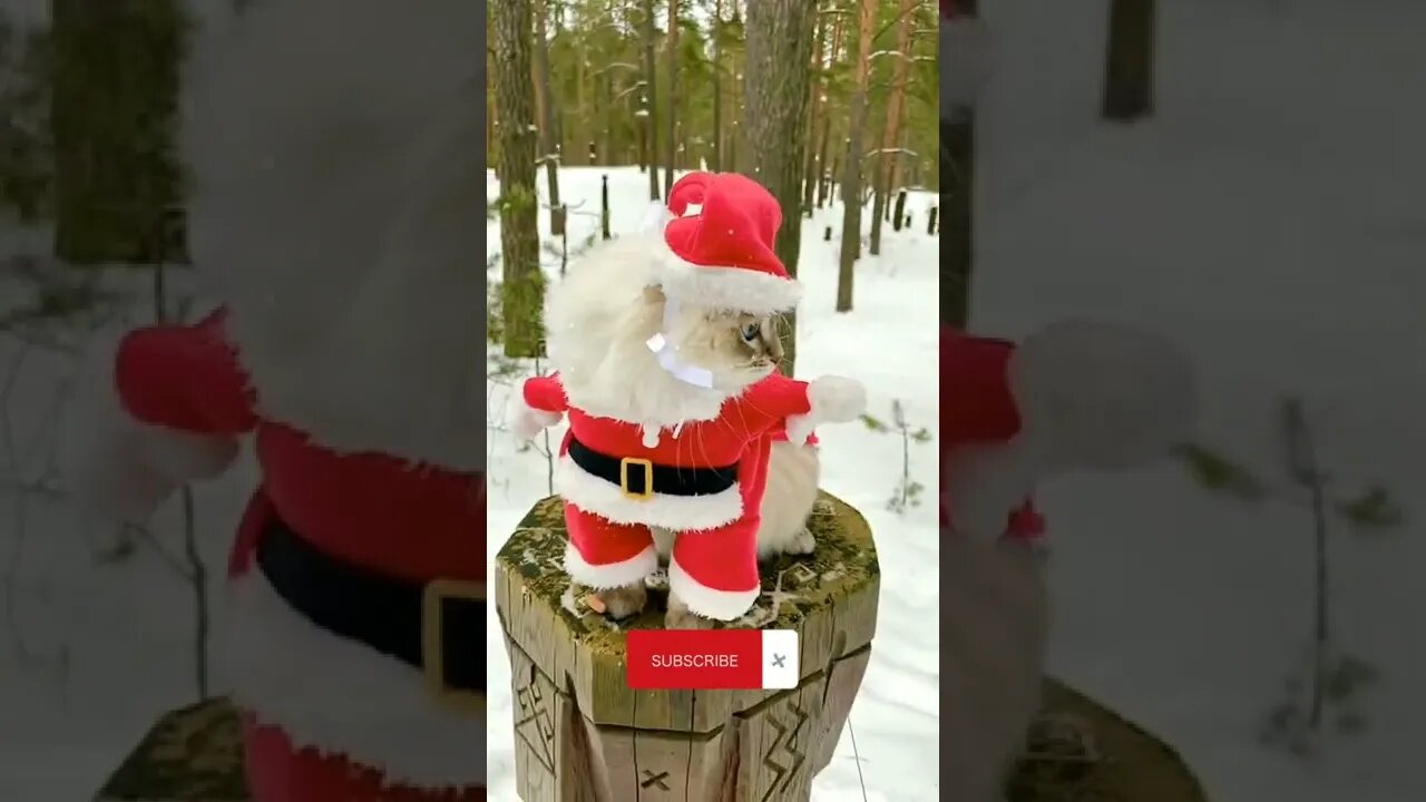 Santa Cat | Funny Cat