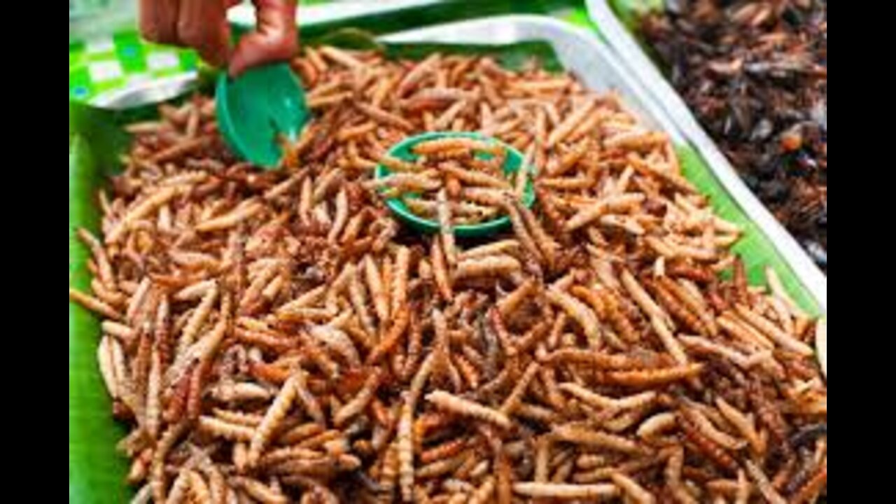 School Children In Wales To Be Served Bugs For Lunch