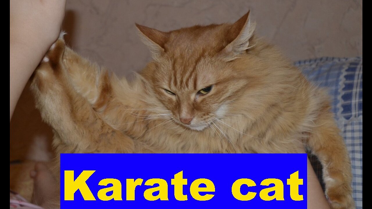 Instructor for advanced yoga. Karate cat. Funny Animal Videos.