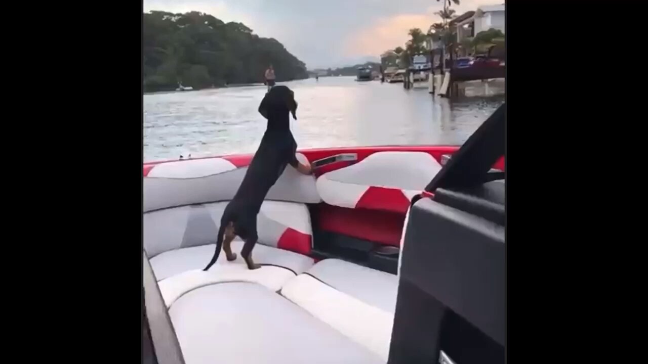 Rich boat dogs