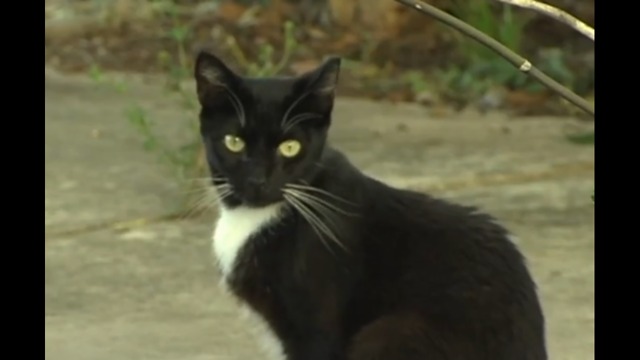 Martin County deputies searching for person who injured and killed at least six cats