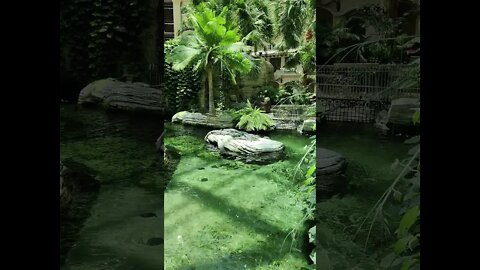 Gaylord Palms Atrium Live Gators Quick Look | Orlando FL Kissimmee | July 2021 #shorts