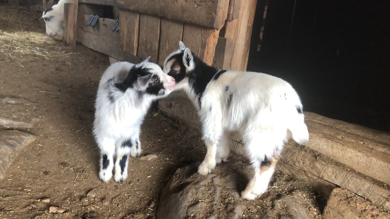 WE LOVE BABY GOATS TOO!