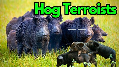 Wild HOG TERRORISTS TAKEDOWN! Hunting Sows to Stop America's INVASION!