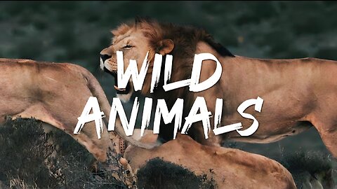 Wild Animals Free HD video||All In One Topic||