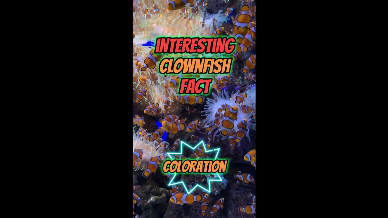 Interesting Clownfish Fact | Coloration #clownfish #aquaticlife #fish