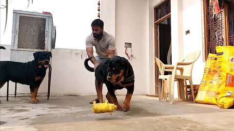 Nut has Piggy || Morning masti Blog || Mr.Bolt