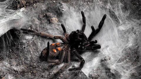 transformation spider
