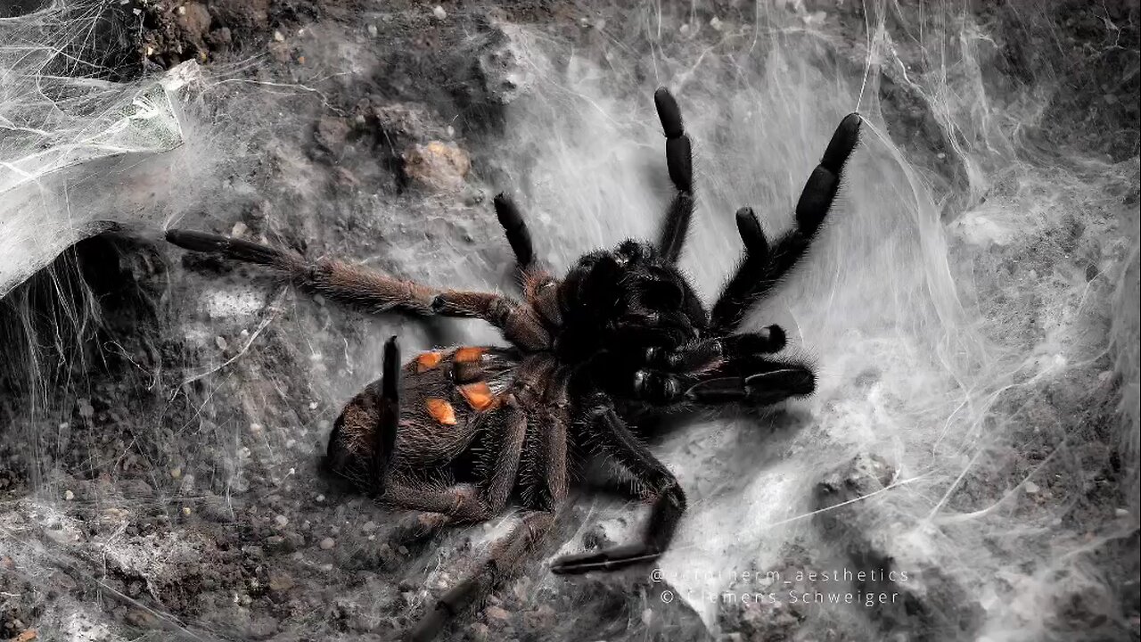 transformation spider