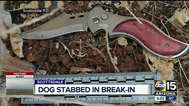 Dog stabbed in Scottsdale break-in