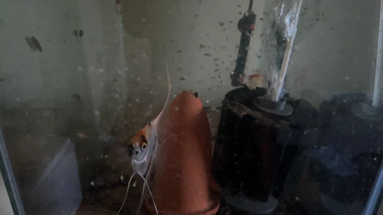 Update of the New fish House - we brought more fish over!