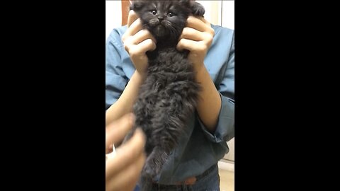 Cute kitten video