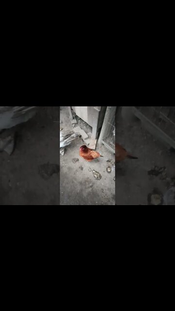 Good morning P2 good morning rooster. I have decided to call him Rusty