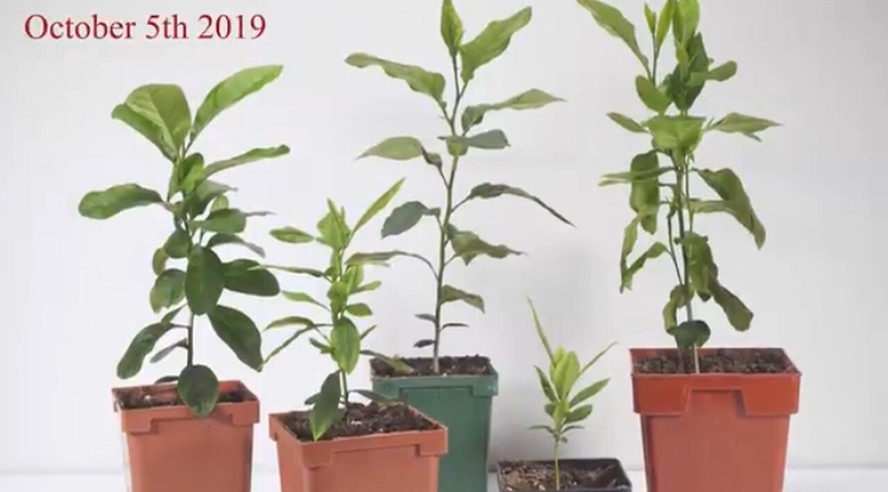 How To Grow A LEMON TREE From A SEED ( 0-6 MONTHS UPDATES )