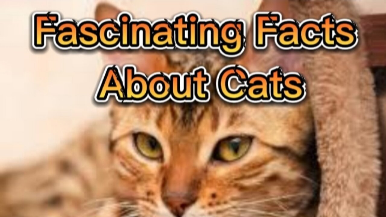 Fascinating Facts About Cats