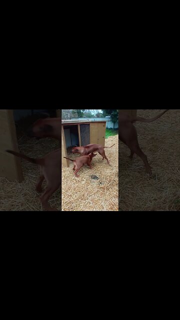 Rhodesian Ridgebacks Playing In The Straw