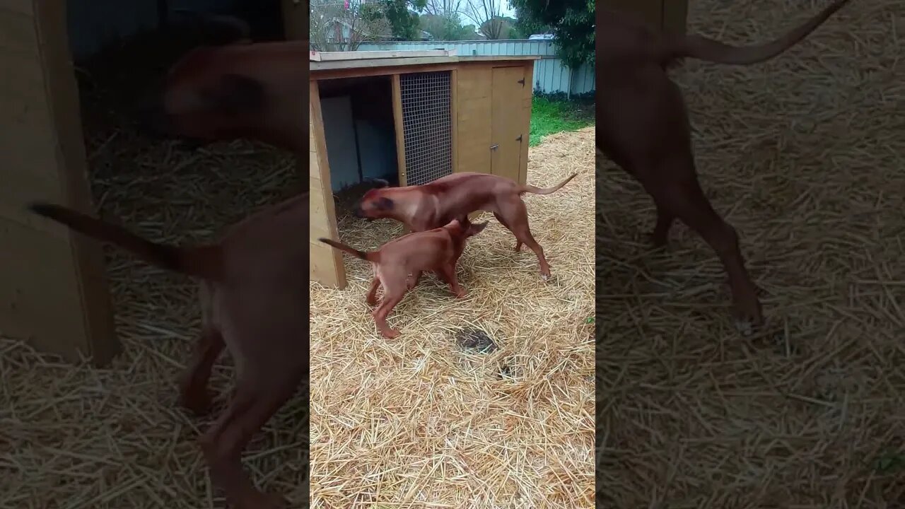 Rhodesian Ridgebacks Playing In The Straw