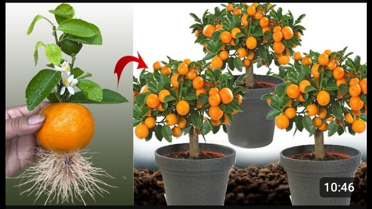 New idea to grow fruits😱ll amazing ideas 💡