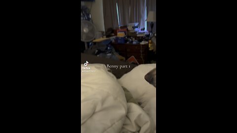 Benny the best dog part 1