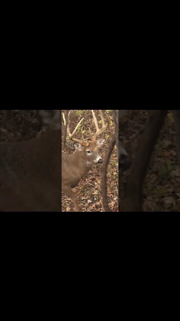 WORLD CLASS 8 Pt With A PRICELESS Reaction!