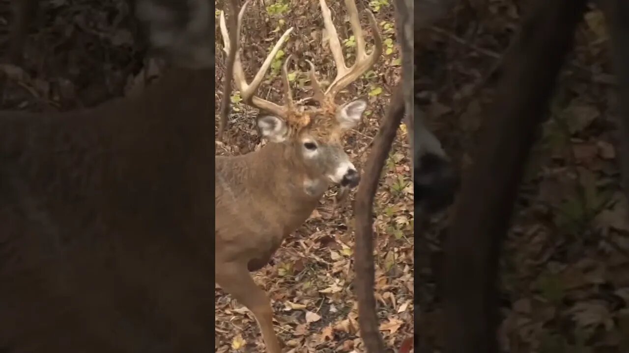 WORLD CLASS 8 Pt With A PRICELESS Reaction!