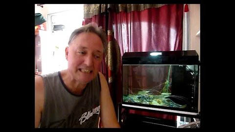 7-11 Devin - Shrimp from market to fish tank during lockdown in Thailand.