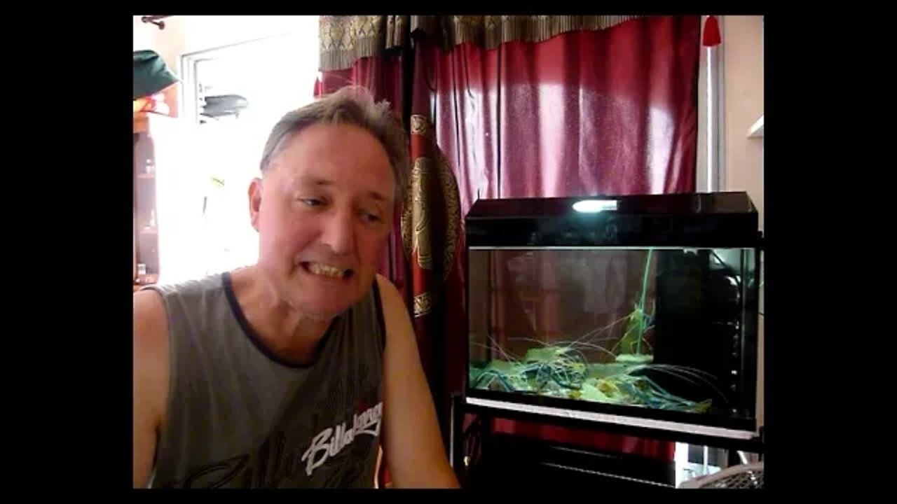 7-11 Devin - Shrimp from market to fish tank during lockdown in Thailand.