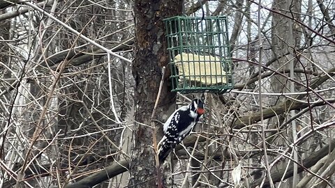Hairy Wood Pecker James Gardens Toronto