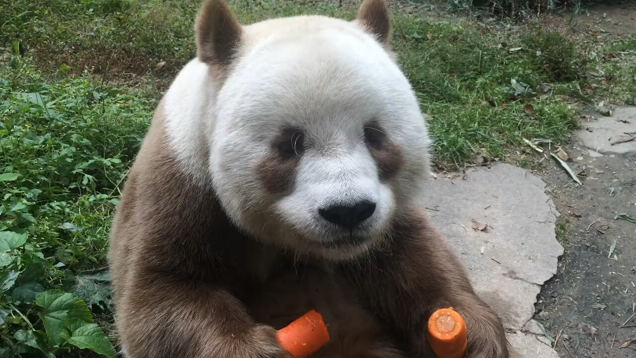 The only brown giant panda in the world