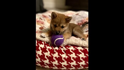 Spooky ball and shiba inu puppy