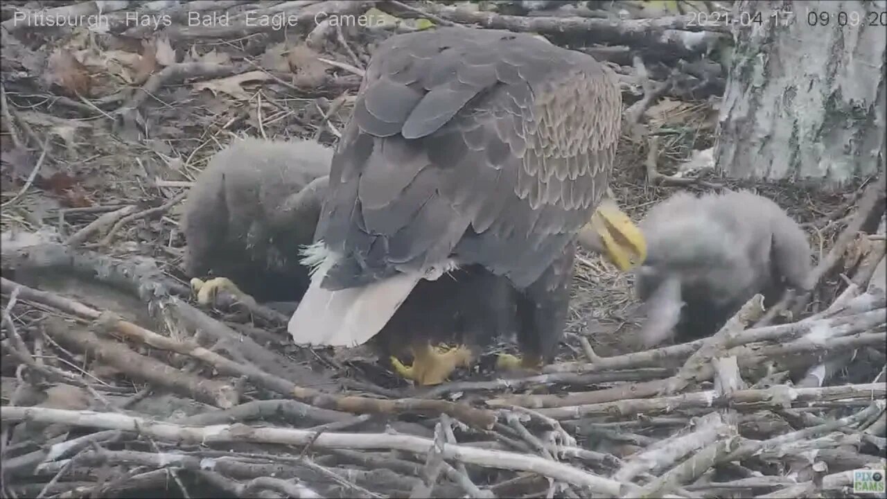 Hays Eaglet H15 eats Huge bites of food 41721 909AM