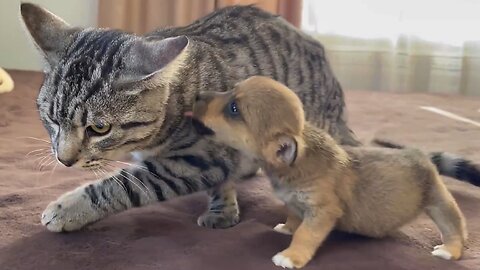 Funny cat reaction to puppies [ kitty sees them for first time ]