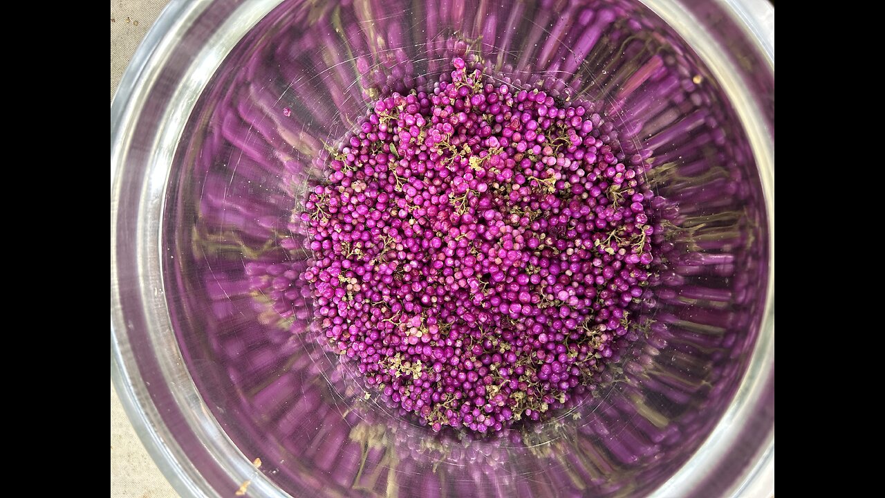 American Beautyberry Tree - making Jelly -step by step
